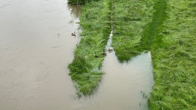 Gänse und Enten im Uferbereich eines Flusses.