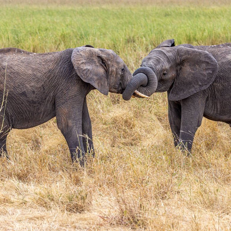 Wie sich afrikanische Elefanten begrüßen, richtet sich danach, ob sie ihr Gegenüber sehen oder nicht und in welcher Beziehung sie zu ihm oder ihr stehen. Die Dickhäuter verwenden bei der Begrüßung verschiedene Arten von Bewegungen wie Ohrenklappen, trompetenartige Töne und Berührungen.