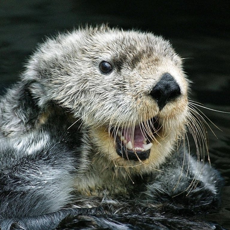 Seeotter schützen ihre Zähne, indem sie beim Öffnen von Beute Wekzeug nutzen.