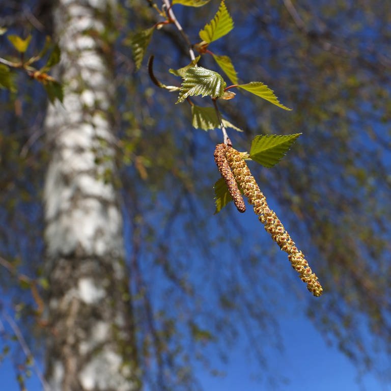 Birkenpollen hängen an einer Birke bei blauem Himmel und Sonnenschein