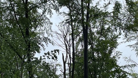 Die kaputte Krone eines Baumes: Forschungsprojekt zum Klimawandel im Lennebergwald