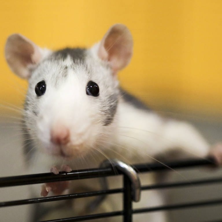 Zum ersten Mal ist es gelungen, funktionsfähige Gehirnzellen von Ratten in das Gehirn von Mäusen einzupflanzen. Das Ergebnis: ein chimäres Mischhirn.