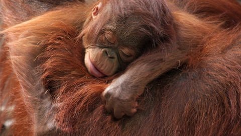 Viel Schlaf führt zu einer besseren Heilung von Wunden - auch bei Orang-Utans | Orang-Utan schläft