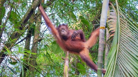 Orang-Utans werden als stark gefährdet eingestuft. In Sumatra leben noch etwa 13.800 Tiere | Orang-Utan im Baum