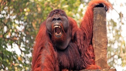 Die Wunde hat sich der Orang-Utan vermutlich beim Kämpfen zugezogen | Aggressiver Orang-Utan