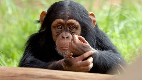 Bisher wurde nur bei Schimpansen beobachtet, dass sie ihre Wunden selbst versorgen - mit einer möglicherweise heilenden "Salbe" aus zerquetschten Fliegen | Portrait eines Schimpansen