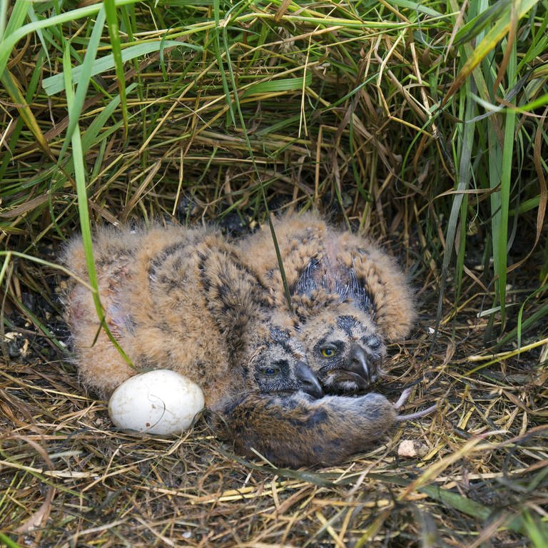 Lärm schädigt die Entwicklung von Vögeln bereits im Ei.