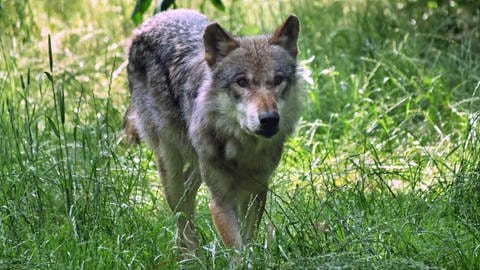 Europäischer Grauwolf. Der Bauernverband fordert, Schnellabschüsse zu vereinfachen.