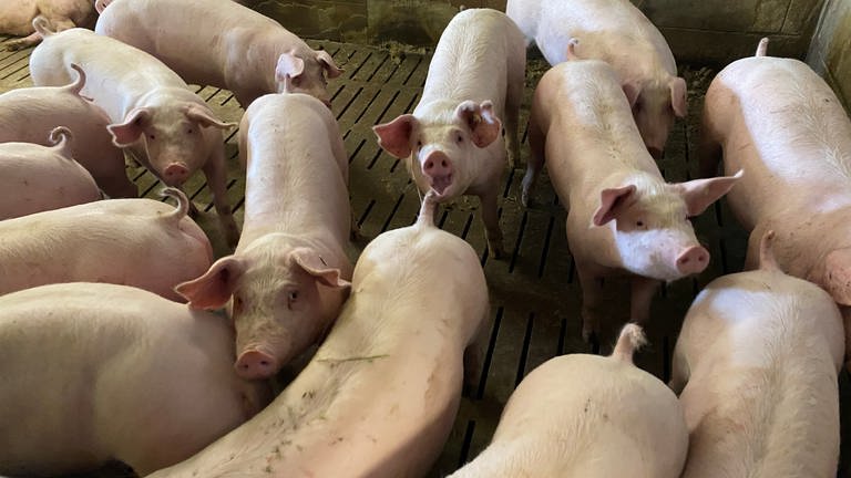 Schweine stehen in einem Abteil eines Mastbetriebs.