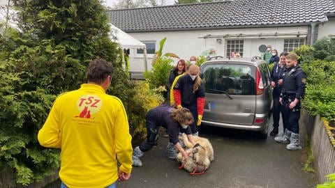 Hunde auf Gnadenhof in der Eifel: Behörden transportieren Hunde ab, um ihre Zahl zu verringern