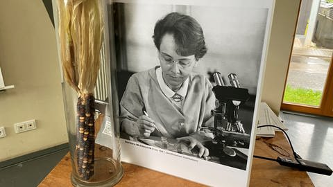 Ein Foto von Barbara McClintock steht neben einem Glas, in dem sich ein Maiskolben befindet, der schwarze Maiskörner hat.