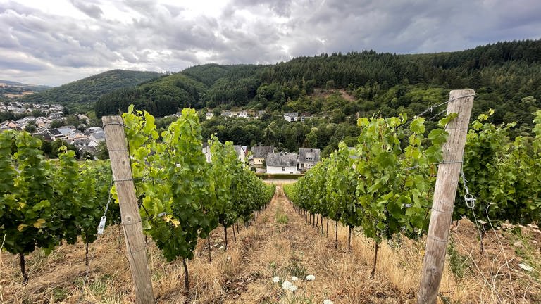 Auch der Weinbau im Ruwertal (Kreis Trier-Saarburg) ist vom Klimawandel betroffen. Die Schieferböden können das Wasser kaum speichern. Neue Bewässerungstechniken sind nötig. 