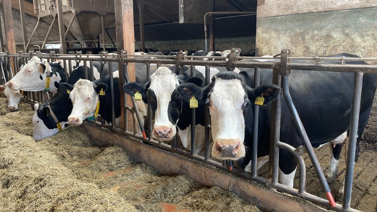 Milchpreise besorgen Landwirte