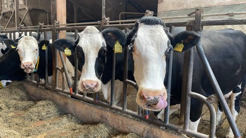 Kurt Kootz hält Milchkühe, die etwas weniger Milch liefern als die "Turbo-Milchkühe". Dafür sind sie einfacher in der Haltung, sagt er. Wie viele andere Bauern auch, möchte er nicht der Leistungssteigerung hinterherlaufen. Davon würden nur die Pharma- , Dünger- und Robotikindustrie profitieren, die Tiere und der Bauer hätten jedoch nichts davon.