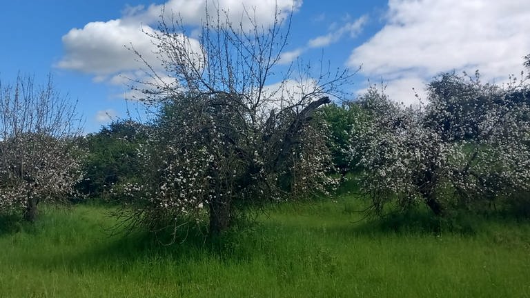 Am 19. Mai gemeldet, Foto stammt vom Tag zuvor: Sehr spät blühende Apfelbäume an einer Landstraße zwischen Kleinbardorf und Bad Königshofen. Die Region ist das Grabfeld zwischen Rhön und dem Vorland des Thüringer Walds.