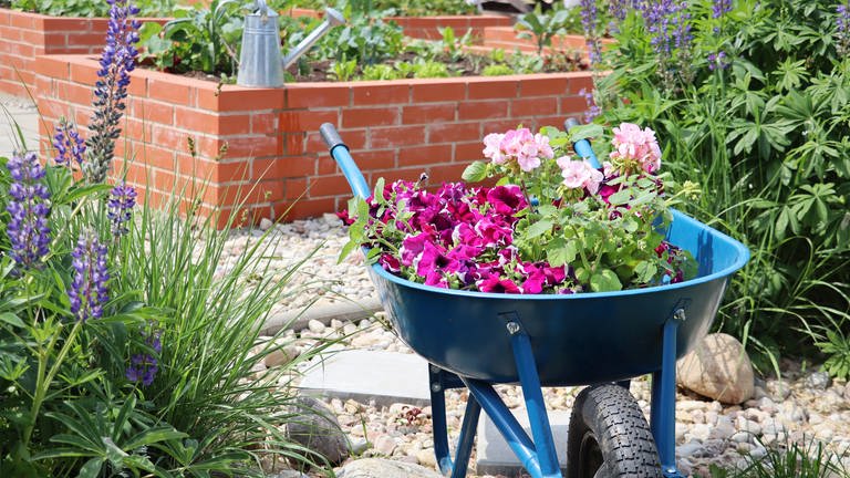 Schubkarre mit bunten Blumen im Garten | Bevor die Temperaturen steigen: Jetzt im Garten umpflanzen, Rasen mähen und düngen