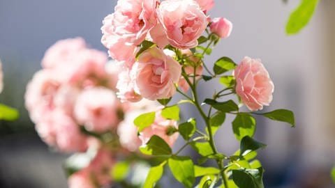 Rosenstrauch im Frühling | Was Sie nach den Eisheiligen im Garten erledigen können