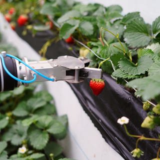 Erdbeer-Pflückroboter | KI bei der Ernte | Erdbeerbauer Schlüter: Sobald sich das rechnet bin ich stark interessiert