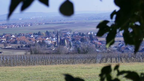 Rundwanderweg Hiwweltour Heideblick in Rheinhessen: Blick durch Blätter hindurch auf Weinberge und den Ort Siefersheim