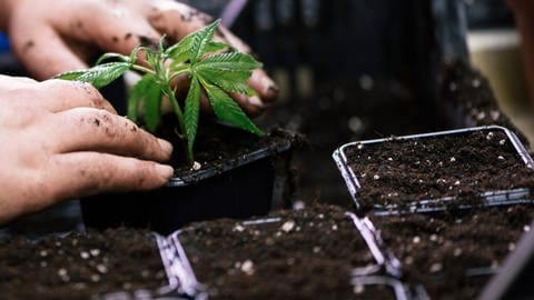 Cannabispflanze wird in Erde gesetzt.