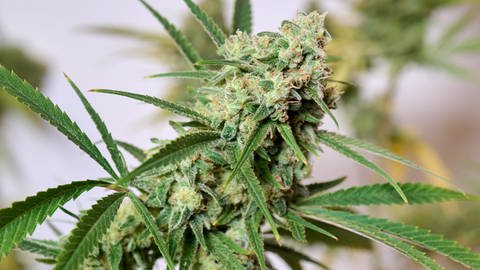 Cannabis: THC und CBD – Was ist der Unterschied?