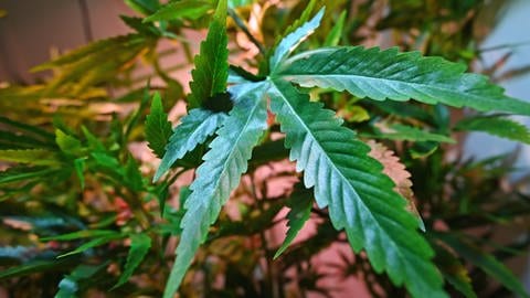 Zum Anbau von Cannabis kann auch künstliches Licht verwendet werden.