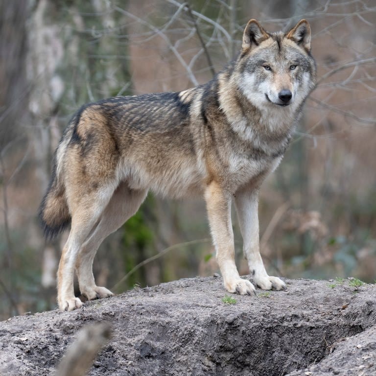 Ein Wolf steht in seinem Gehege im Tierpark. In freier Wildbahn nimmt die Zahl der Wölfe deutschlandweit kontinuierlich zu. 