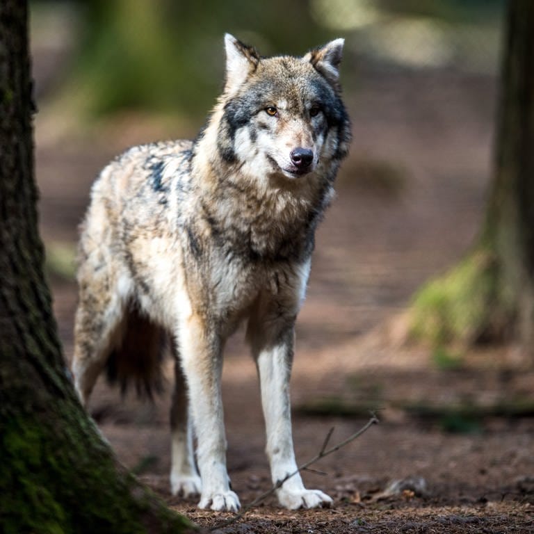 Ein Wolf steht im Wald. (Symbolbild)