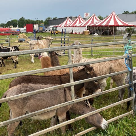 Esel, Ponys, Kamele und andere Tiere grasen vor dem Zirkuszelt.