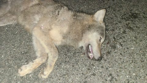 Ein toter junger Wolf.