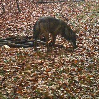 Das Tier auf diesem Bild ist nachweislich ein Wolf. Es wurde bei AltheimAlb im Alb-Donau-Kreis von einer Wildtierkamera aufgenommen.