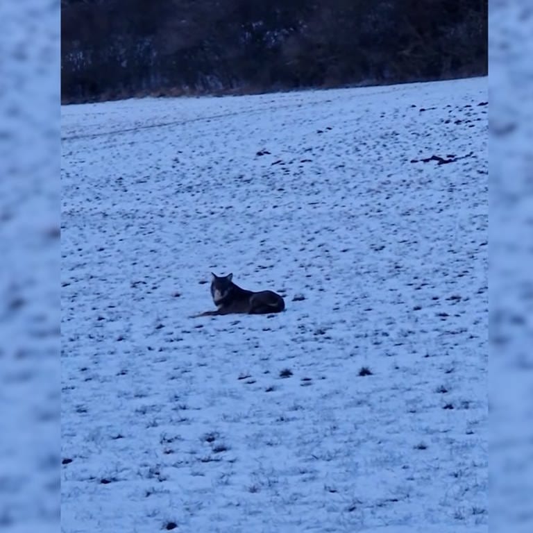 Wolf auf verschneitem Feld