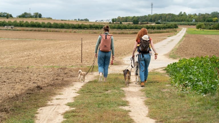 Zwei junge Frauen, die mit drei verschiedenen Hunden auf einem Feldweg entlang laufen. Von hinten fotografiert.