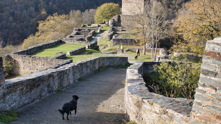 Wanderung auf der Hahnenbachtaltour im Hunsrück: Besucher mit Hund auf der Burgruine Schmidtburg