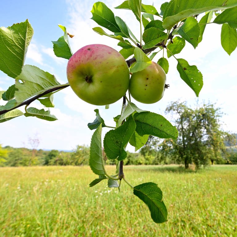 Zwei Äpfel hängen an einem Baum auf einer Streuobstwiese bei Owen im Kreis Esslingen.