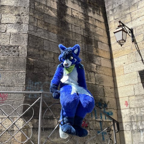 Furry "Braket" ist als blauer Hund im Tierkostüm in der Altstadt von Tübingen unterwegs gewesen und auf das Treppengeländer bei der Stiftskirche geklettert.