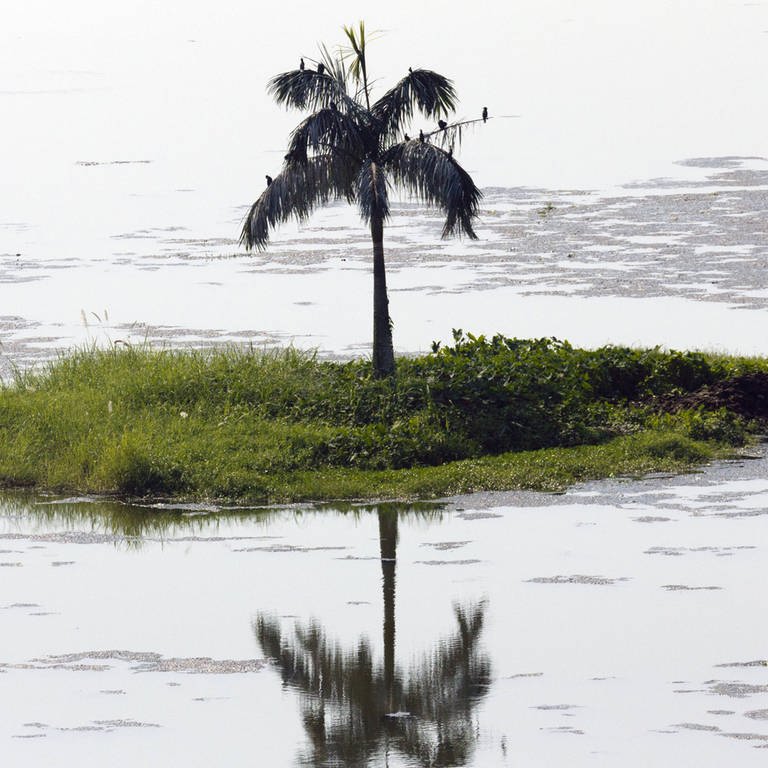 A solitary palm tree on a tiny island Lake Inya in Yangon in Myanmar.
