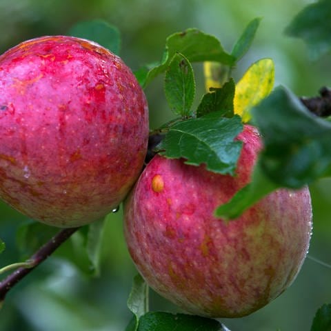 Äpfel der Sorte Remo: Wenn das Kerngehäuse eines Apfels schimmlig ist genügt es, das Gehäuse großzügig herauszuschneiden. Man kann den Rest des Apfels dann trotzdem noch essen.