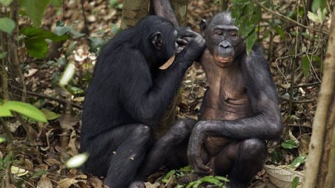Zwei Bonobos bei der Fellpflege