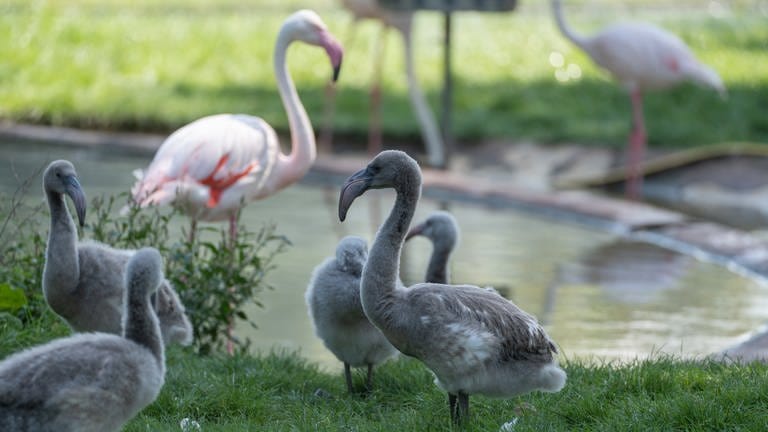 Flamingojunge in der Wilhelma