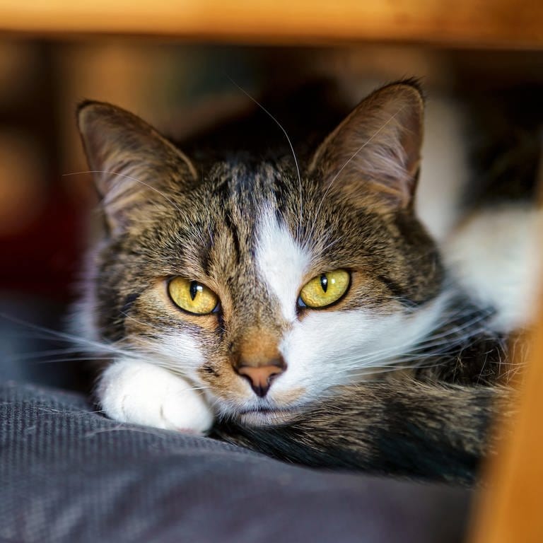 Tipps rund um die Katze: FAQ. Ernährung, Gesundheit, Alltag. Was essen Katzen? Warum schnurren Katzen? Was ist giftig für Katzen? (Foto: picture-alliance / Reportdienste, Picture Alliance)
