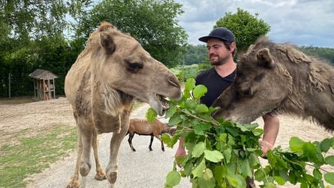 Das sind die beiden größten Attraktionen im Wildpark Schwarzach: Das Dromedar Pärchen Soleika und Abu mit ihrem Tierpfleger Pascal Herzog. (Foto: SWR, Michaela Dymski)