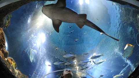 Haifisch - im Sea Life in Konstanz am Bodensee könnt ihr Haie von ganz nah sehen. Lust auf Ausflugstipps? SWR1 hat für euch die besten Zoos, Tierparks und Aquarien in Baden-Württemberg zusammengetragen. (Foto: dpa Bildfunk, Patrick Seeger)
