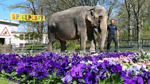 Elefant mit seinem Pfleger im Karlsruher Zoo - bei SWR1 findet ihr die tollsten tierischen Ausflugstipps für Baden-Württemberg. Auf in den Zoo oder Tierpark, mit der ganzen Familie (Foto: picture-alliance / Reportdienste, Timo Deible)