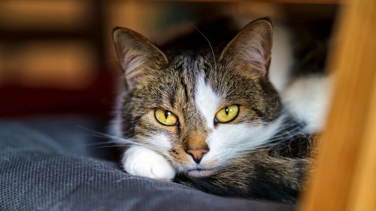 Tipps rund um die Katze: FAQ. Ernährung, Gesundheit, Alltag. Was essen Katzen? Warum schnurren Katzen? Was ist giftig für Katzen? (Foto: picture-alliance / Reportdienste, Picture Alliance)