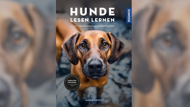 Das Cover zum Buch "Hunde lesen lernen" von Maren Grote. Ein Hund schaut mit "Dackelblick" in die Kamera (Foto: Kosmos Verlag)
