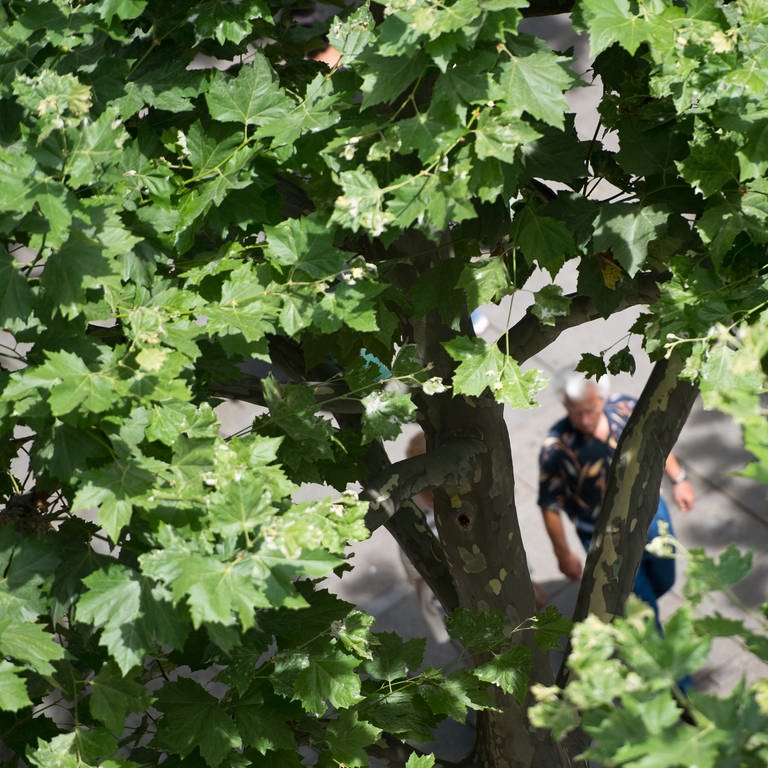 Ein Mann geht unter einem Baum in der Stuttgarter Innenstadt entlang. Wie können Städte fit werden für den Klimawandel? Die Uni Hohenheim forscht an Zukunftsbäumen: Die spanische Eiche oder die Zerreiche aus Ungarn sollen Weinstadt fit für die Zukunft machen. (Foto: dpa Bildfunk, Picture Alliance)