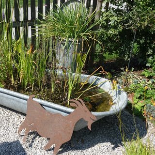 Einen kleinen Teich in einer Wanne anlegen - Tipps von SWR1 Gartenexpertin Natalie Bauer.