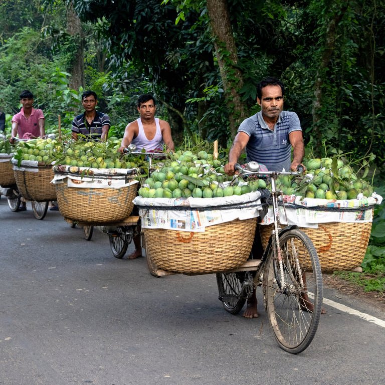 23. April: Bauern tragen mit Mangos beladene Fahrräder, um sie auf einem Markt in Kansat, Bangladesch, zu verkaufen. (Foto: picture-alliance / Reportdienste, picture alliance/ZUMAPRESS.com|Joy Saha)