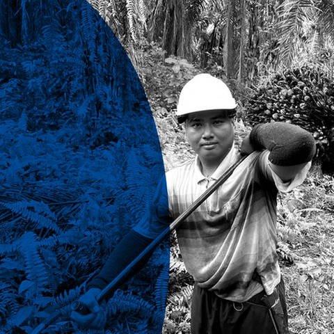Auf der Ölspur – Doku über die nachhaltige Produktion von Palmöl (Foto: ard-foto s2-intern/extern, © Michael Gleich, honorarpflichtig)